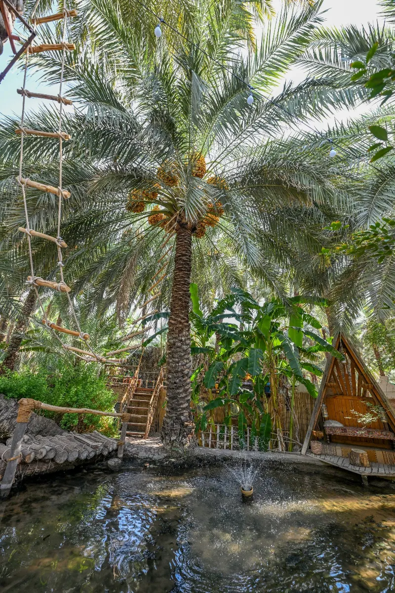 عذوق التمر على نخلة في مزرعة بحائل