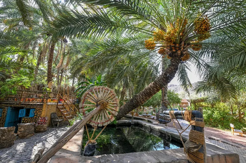 نخلة وقناة ري في مزرعة بحائل