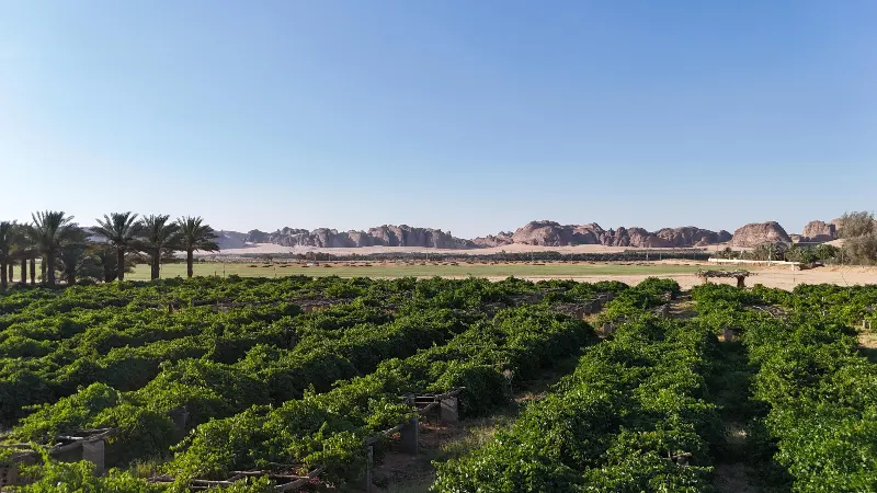 مزارع العنب في محافظة العُلا